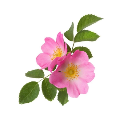 Wild rose